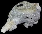 Crystal Filled Fossil Whelk - Rucks Pit, FL #69068-1